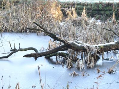 Frozen-log