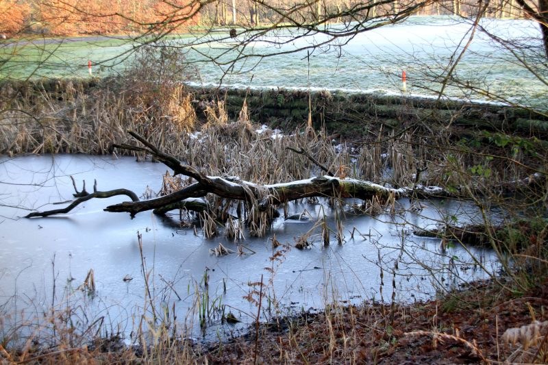 Icy-Pond